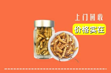 临县回收散虫草